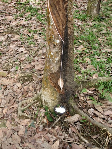 alles Natur, Kautschuksaft fließt über das Blatt in die Kokosnussschale