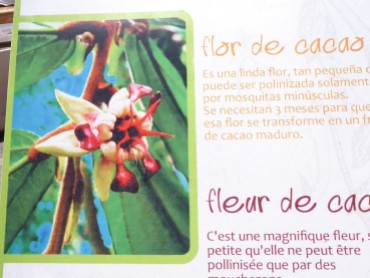Blüte am Kakaobaum
