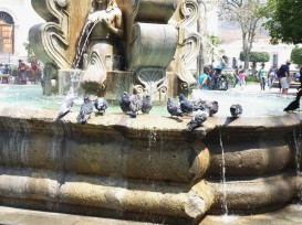 die Tauben mögen den Brunnen